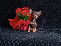 Minyatür pinscher yavru köpeklerim