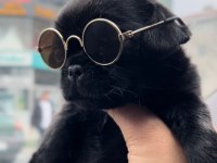 A Kalite 2 Aylık Dişi Pug Yavrumuz