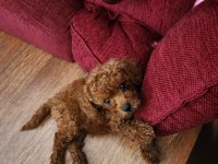 Poodle çikolata ya yuva