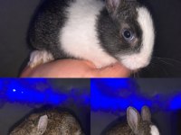 Yerli çok uygundan tavşan