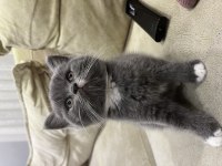 Birbirinden tatlı british shorthair kediler