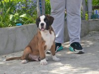 Fci şecereli boxer