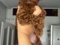 Ev Doğumlu Ailemizde Büyüyen Toy Poodle Bebeklerim