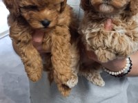 Yavru Toy Poodle