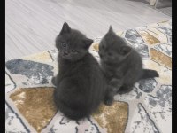 British shorthair yavrular teslime hazır