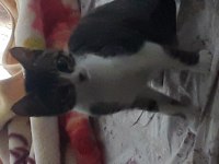 Mia cipi var kucağı ve birlikte uyumayı seviyor tekir