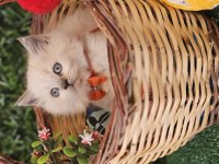 British longhair oğlumuz sizlerle
