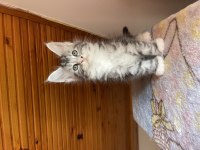 Maine coon xxxl