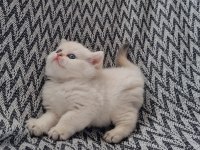 Scottish straight shorthair dişi