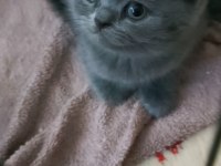 British shorthair safkan