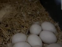 Yumurtalı Cennet Papağanı