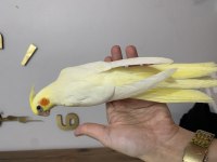 Sultan papağanı yavru köpeğimiz
