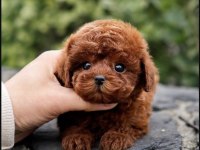 MUHTEŞEM GÜÜZELLİKTE TOY POODLE KÖPEKLERİM
