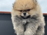 Petmode köpek çiftliğinde ziyarete açık pomeranian