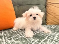 Kore maltese bebekler