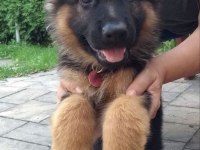 K9 Alman Kurdu Yavrularımız