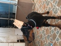 Çok akıllı dost canlısı safkan doberman