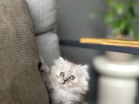BRITISH LONGHAIR YAVRULARIM 