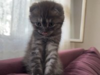 Scottish fold dişi 2 aylık