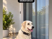 Golden Retriever Çok Akıllı