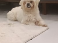 ERKEK MALTESE TERRİER