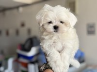 Petmode köpek çiftliğinden tea cup kore kan maltese