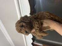 ÖMÜR BOYU IRK GARANTİLİ KIVIR KIVIR TOY POODLE BEBEKLER