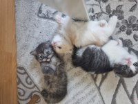 SCOTTİSH FOLD YAVRU KEDİLER