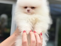 MAVİ GÖZLÜ POMERANİAN BOO TEDDY FACE