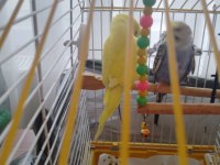 3 adet muhabbet kuşu