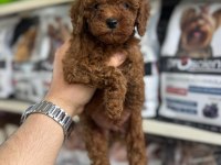 Kore Kan Poodle Bebekler