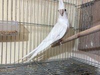 Kusursuz Damızlık Albino Erkek Sultan Papağanı