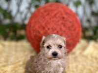 Sevimli Dost Canlısı Maltipoo Yavrular