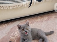 Evdeki Sevimli British Shorthair Kuyruğum