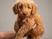 Irk Ve Sağlık Garantılı Maltipoo