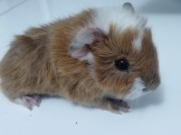 Kaliteli ırk garantilidir 4 adet guinea pig
