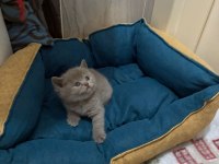 British shorthair torunlarımız yuvasını arıyor