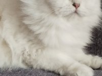 Safkan british longhair kızlarım karşınızda