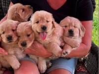 Baby face golden retriever bebekler