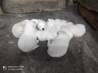 KAR BEYAZI SAMOYED YAVRULARIMIZ YENİ SAHİBİNİ ARIYOR