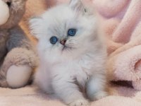 British Longhair Bayram Şekerleri
