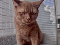 British shorthair cinnamon erkek