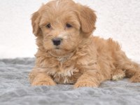 Maltipoo Safkan Köpeği