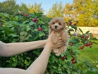 Maltipoo 0 numara garantili yavrular