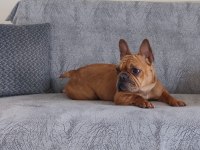 Acil Satılık French Bulldog