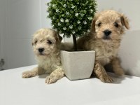 0 numara maltipoo