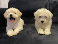 2 aylık yavru terrier yavrumuz