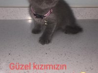 Scottish fold 2 yaşında