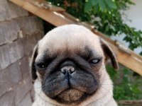 Pug erkek 75 günlük teslime hazır