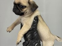 Irk Ve Sağlık Garantili Pug Köpeği